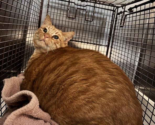 RED CAT - Domestic Short Hair available for adoption