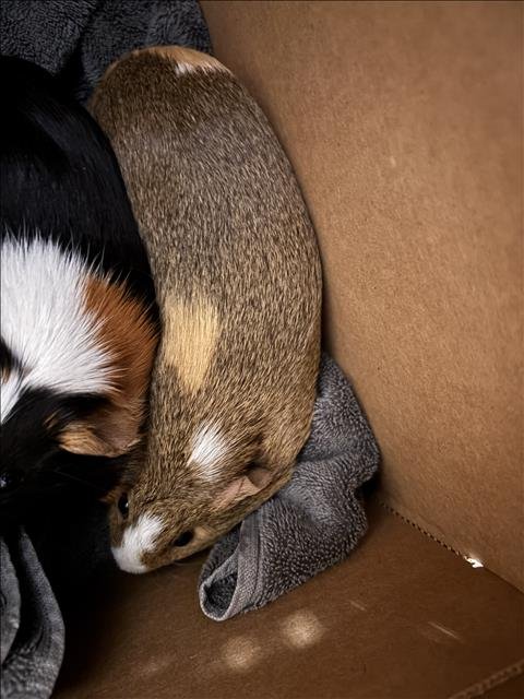 GINGER - Guinea Pig available for adoption