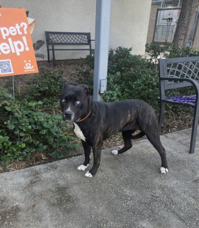 WILMA - Pit Bull Terrier / Siberian Husky available for adoption