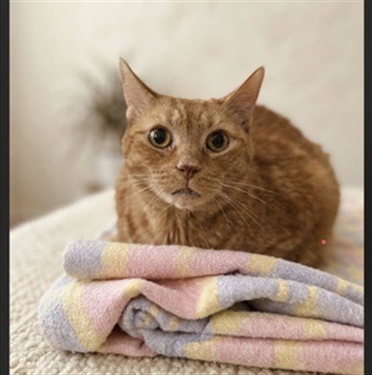 GOGO - Domestic Short Hair available for adoption