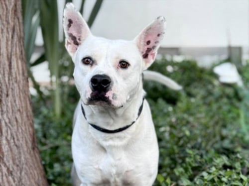 BENJI - American Pit Bull Terrier available for adoption