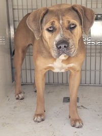 ROSIE - Photo 1