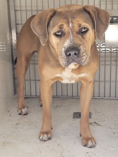 ROSIE - Pit Bull Terrier available for adoption