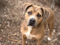 ROSIE - Photo 1