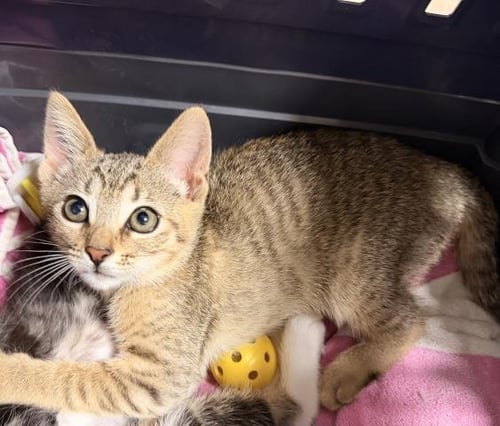 A2296414 - Domestic Short Hair available for adoption