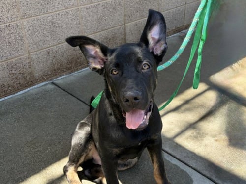 SIETE - German Shepherd Dog / Cane Corso Mastiff available for adoption