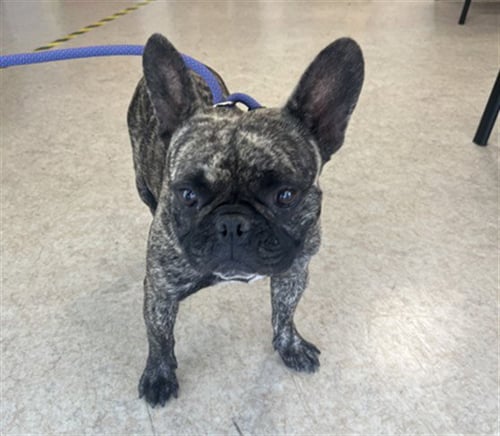 A2286672 - French Bulldog available for adoption