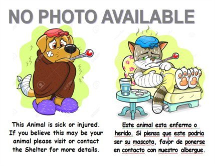 A2286687 - Domestic Short Hair available for adoption