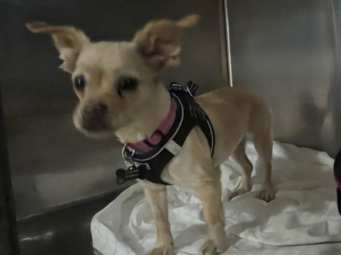 BAMBI - Chihuahua available for adoption