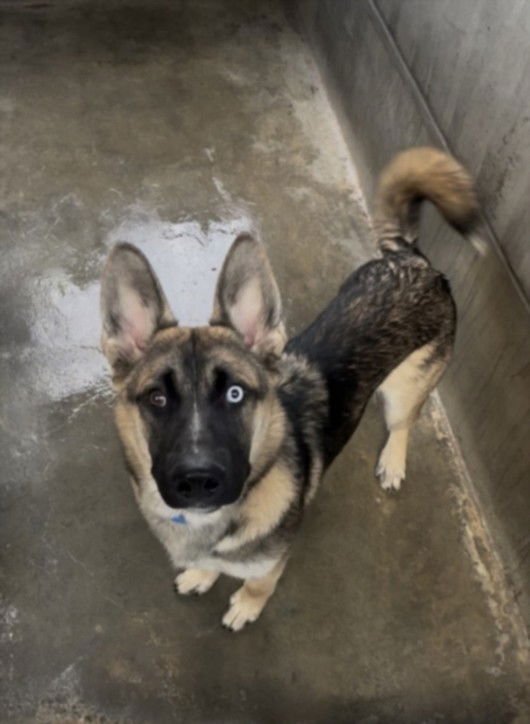 NORMAN - German Shepherd Dog available for adoption