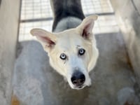 HARVEY - Photo 1