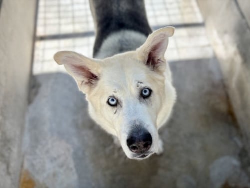 HARVEY - Siberian Husky / German Shepherd Dog available for adoption