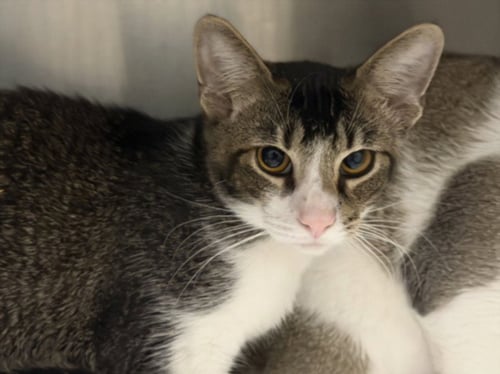 BARRY - Domestic Short Hair available for adoption