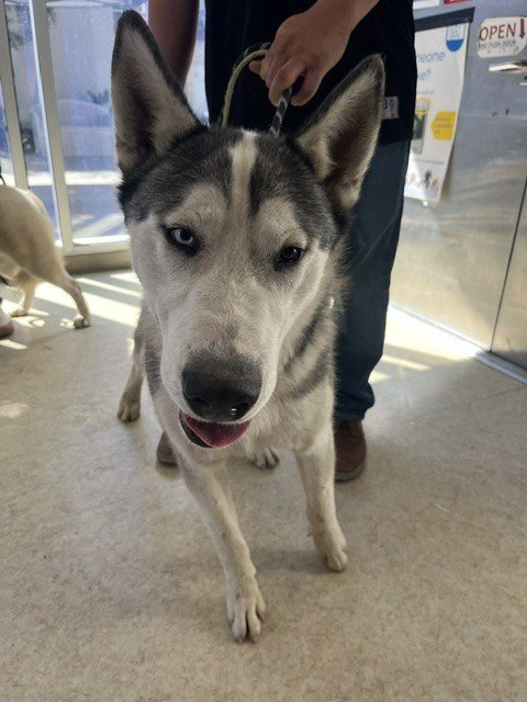 FINN - Husky available for adoption