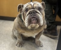 CLYDE - Photo 1