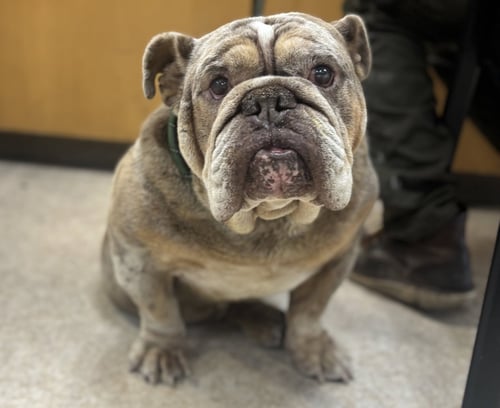 CLYDE - English Bulldog available for adoption