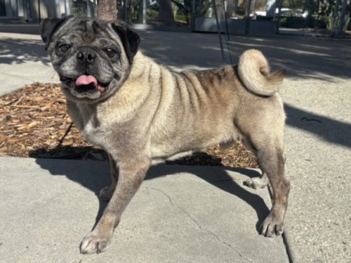 DOUG - Pug available for adoption