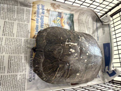 A2285899 - Turtle available for adoption