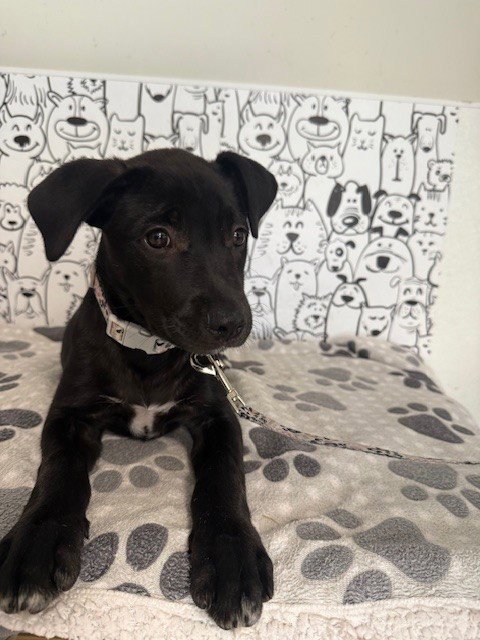 IVY - Labrador Retriever available for adoption