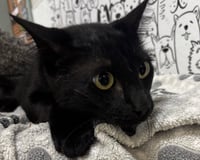 TOOTHLESS - Photo 1