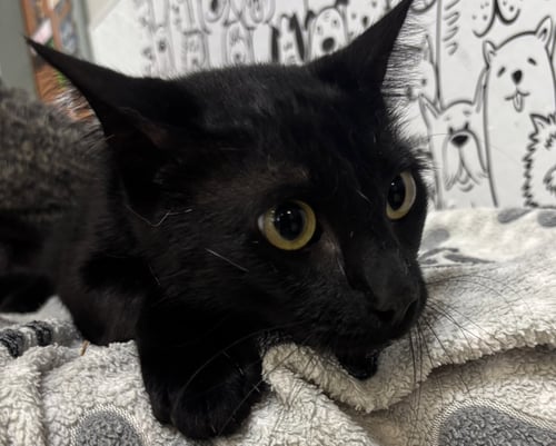 TOOTHLESS - Domestic Short Hair available for adoption