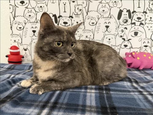 ROXY - Domestic Short Hair available for adoption