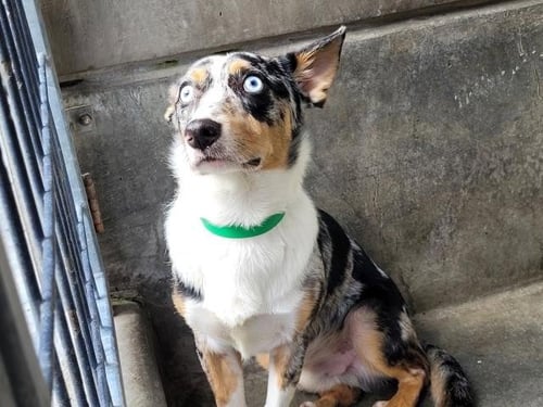 RAY - Australian Shepherd available for adoption