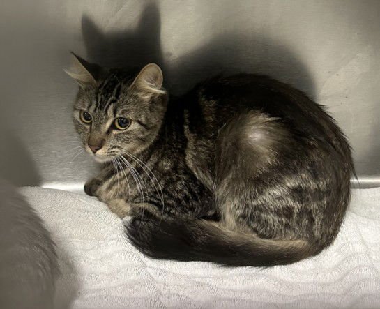 A2253992 - Domestic Short Hair available for adoption