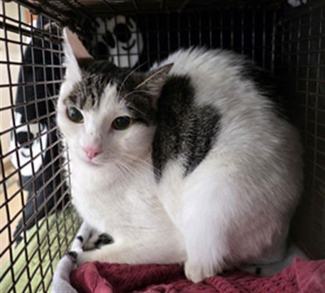 MARIE - Domestic Short Hair available for adoption