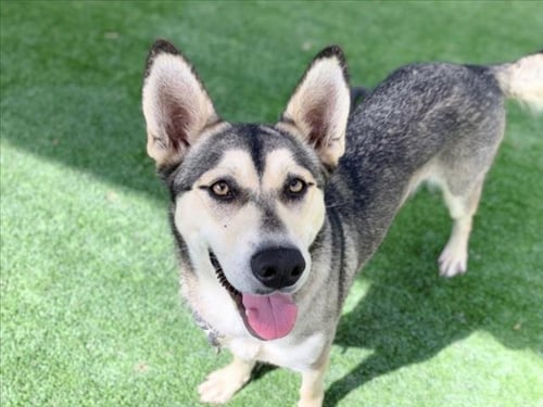 STACY - Husky available for adoption