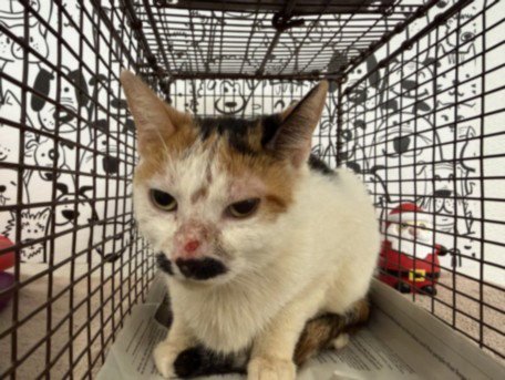 A2262923 - Domestic Short Hair available for adoption