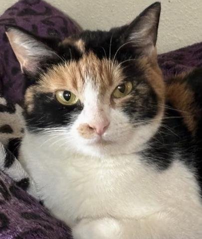 WINNIE - Domestic Short Hair available for adoption