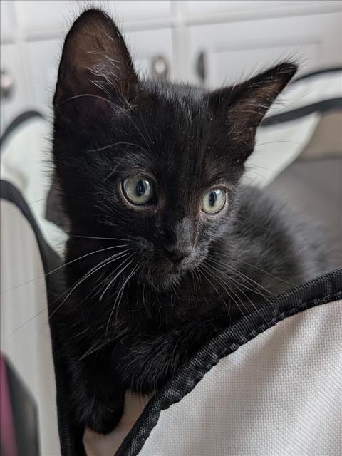 FUYU - Domestic Short Hair available for adoption