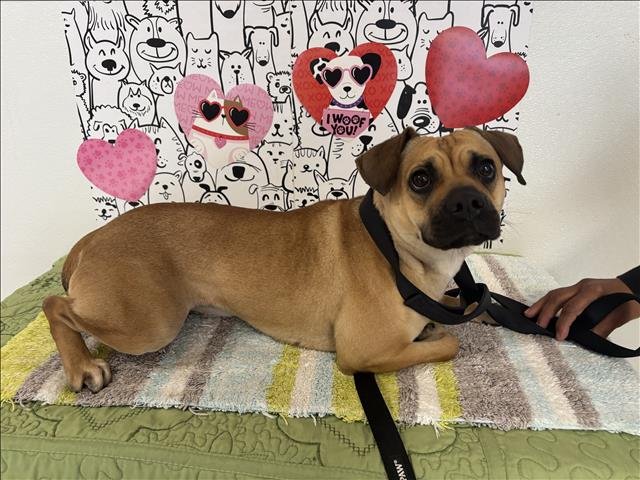 CHIQIUS - Pug / Chihuahua available for adoption