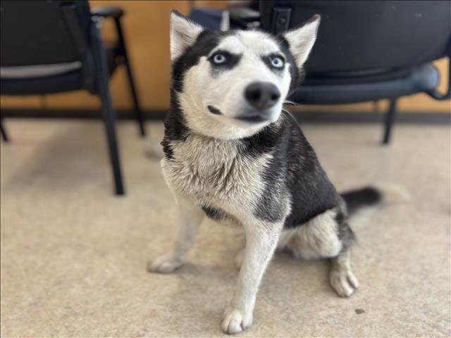 SKY - Siberian Husky available for adoption