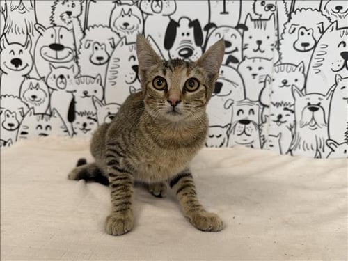 MONICA - Domestic Short Hair available for adoption