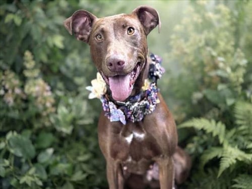 DOLLY - Doberman Pinscher available for adoption