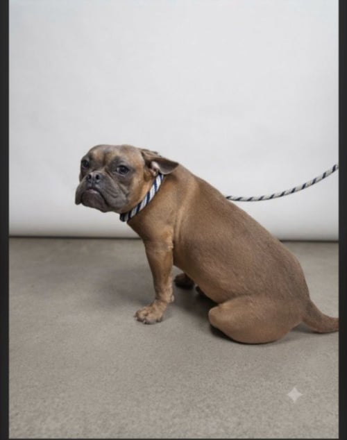 LEILA - French Bulldog available for adoption
