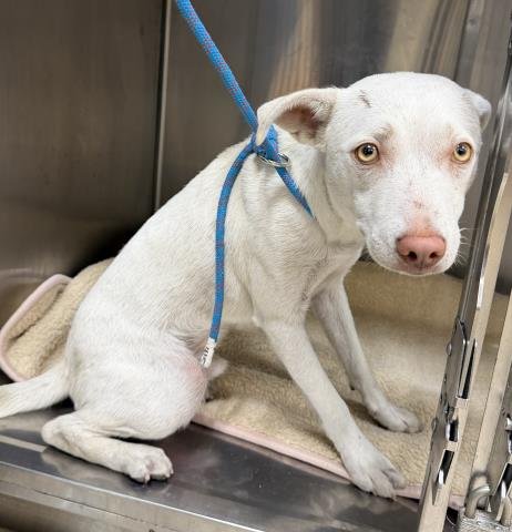 ASPEN - Catahoula Leopard Dog available for adoption