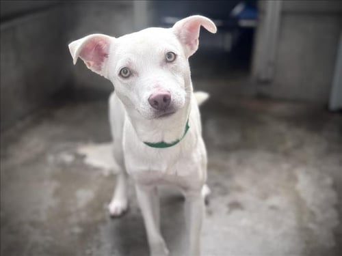 ASPEN - Catahoula Leopard Dog available for adoption