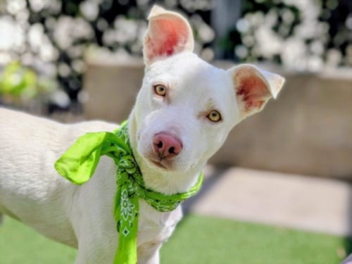 ASPEN - Carolina Dog available for adoption