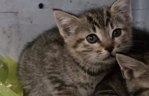 GEMMA - Domestic Short Hair available for adoption
