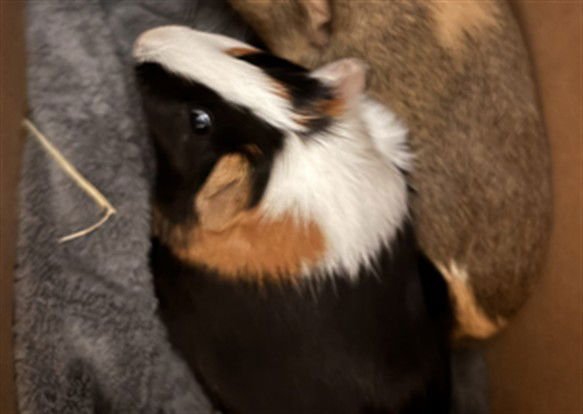 JUJU - Guinea Pig available for adoption