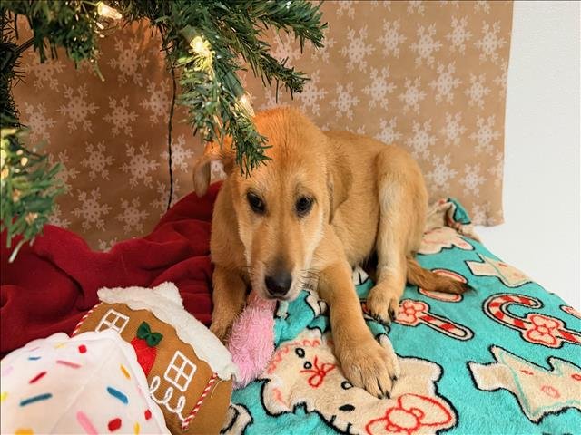 A2250942 - Labrador Retriever available for adoption