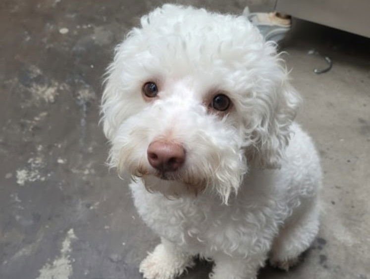 CANELO - Poodle (Miniature) available for adoption