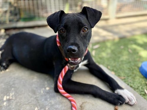 ANASTASIA - Pit Bull Terrier available for adoption