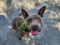 TOOTSIE - Photo 1