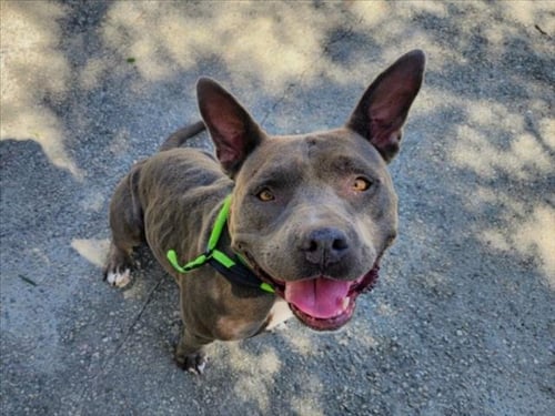 TOOTSIE - Pit Bull Terrier available for adoption