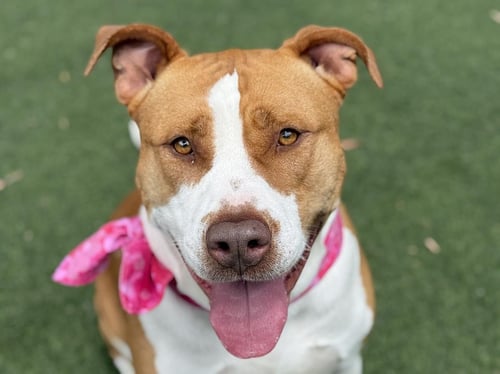 SCARLET - Pit Bull Terrier available for adoption