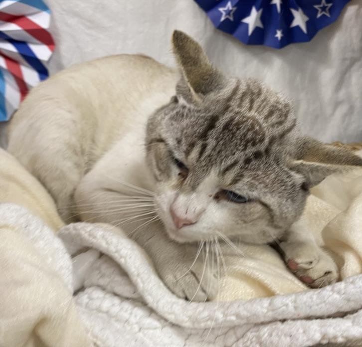 TOMMY - Siamese available for adoption